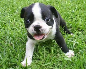 Boston Terrier