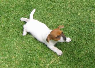 El Jack Russell Terrier