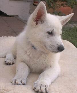 Perro Pastor Blanco Suizo